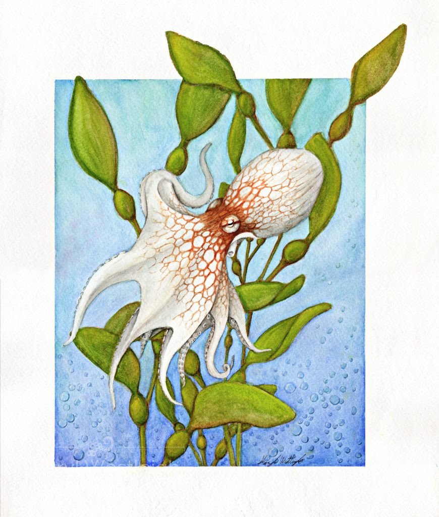 Watercolor painting of an actopus in a kelp forest